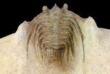 Leonaspis Trilobite - Lghaft, Morocco #140806-1